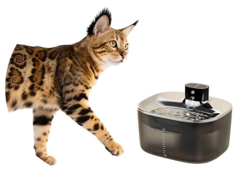 smart paw water feeder smart paw water feeder